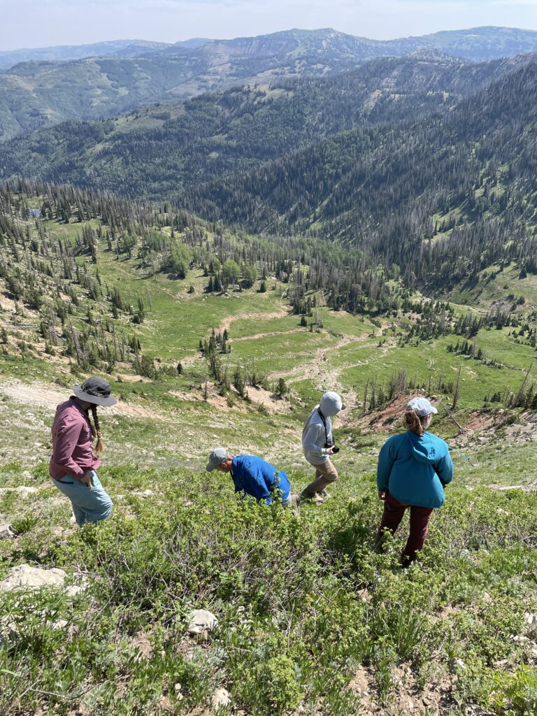 Four participants botanizing on a steep slope with the mountains of the Wasatch Plateau in the background